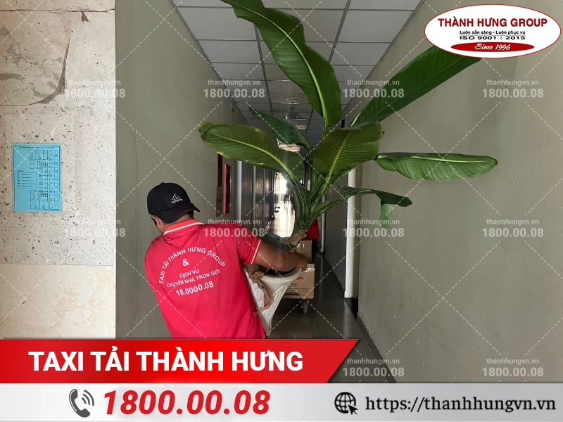 Nhân viên Thành Hưng bốc xếp cây cảnh ra thang máy chuyển đồ của chung cư