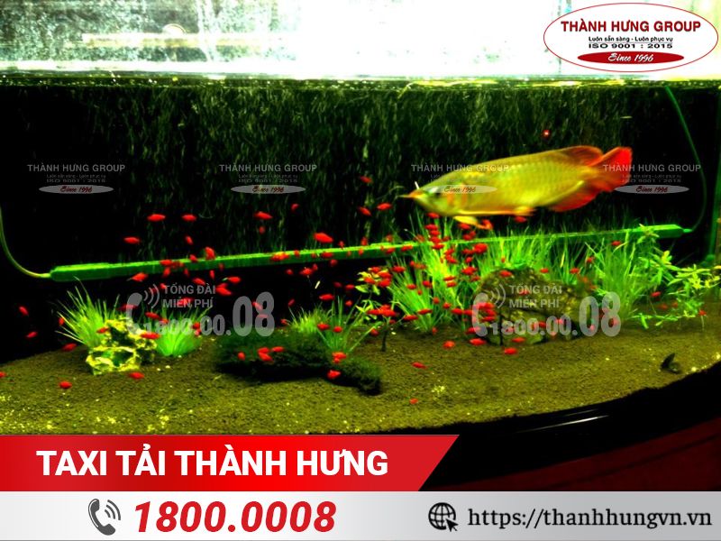 Cần đảm bảo môi trường sống ổn định cho cá khi chuyển nhà.