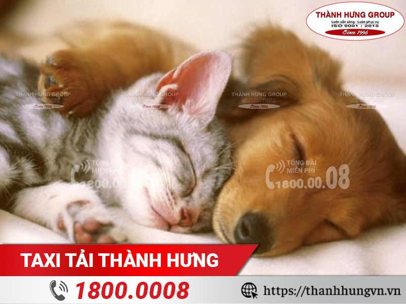 Cần làm gì khi chuyển nhà có thú cưng?