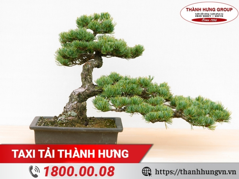 Chậu kiểng bon sai dễ bị gãy cành, rụng lá nếu di chuyển sai cách.