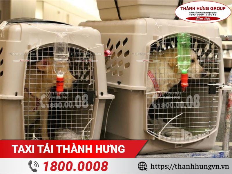 Chuẩn bị lồng rộng rãi, thoáng mát cho thú cưng.