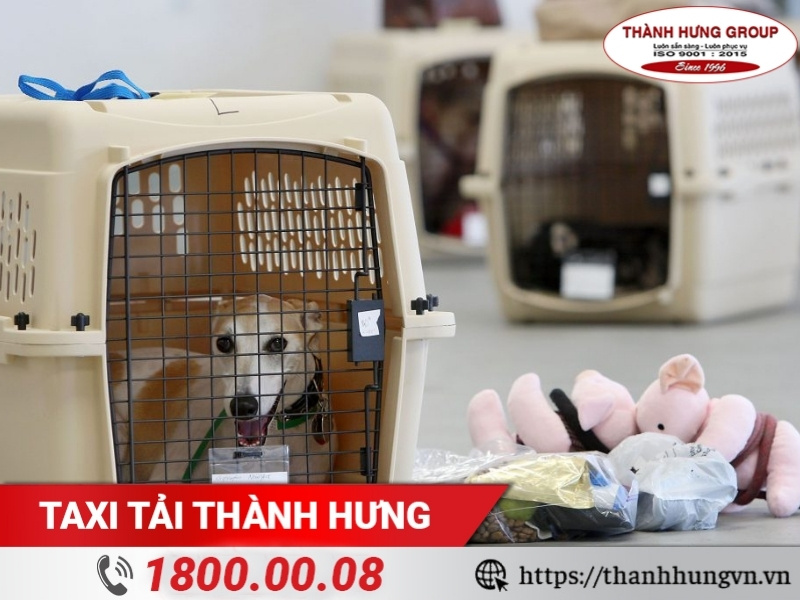 Chuẩn bị lồng vận chuyển khi chuyển nhà cho thú cưng.