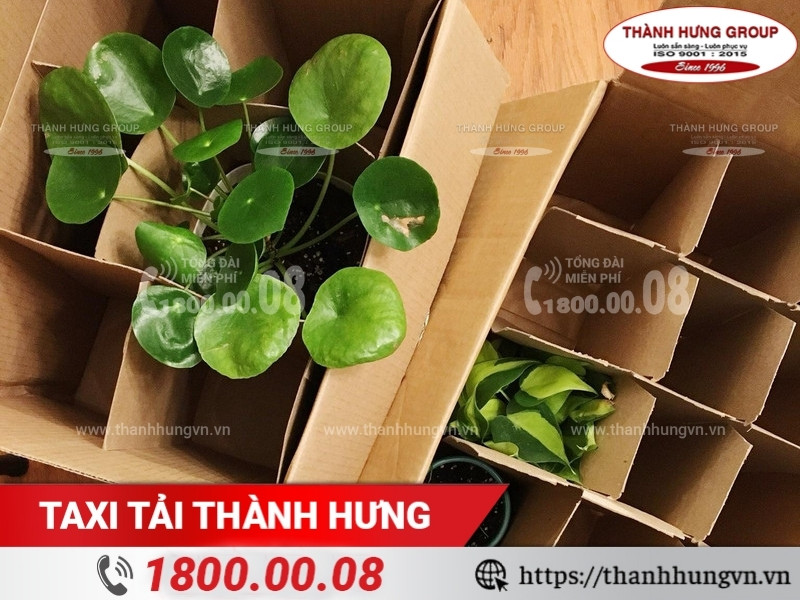 Đóng gói cây cảnh nhỏ bằng thùng carton có vách ngăn.