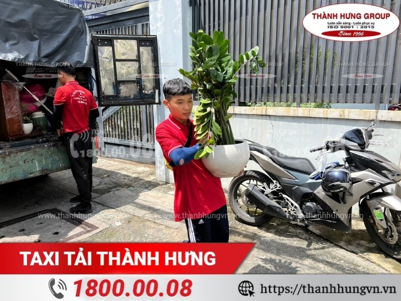 Nhân viên Thành Hưng vận chuyển cây cảnh an toàn, cẩn thận.