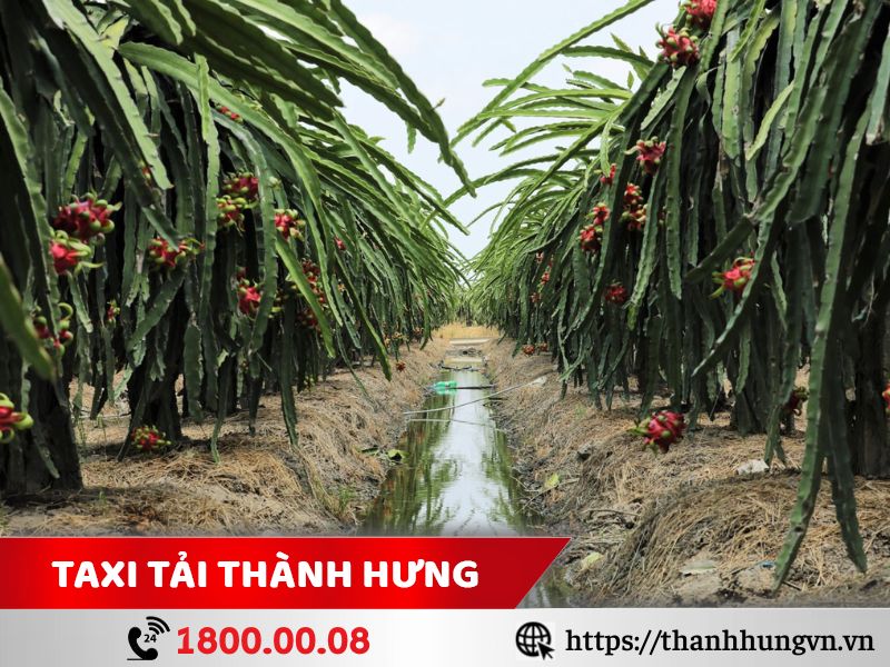 Những mặt hàng thường xuyên vận chuyển tại Long An