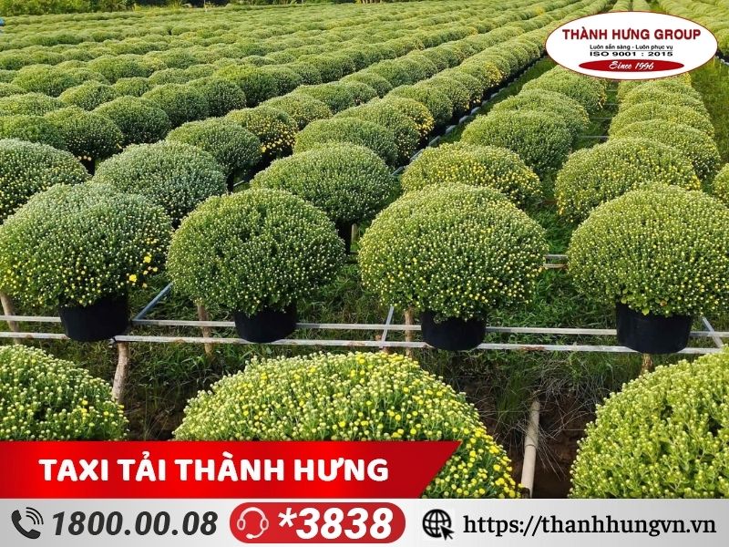 Quy trình vận chuyển hoa tươi dịp tết Thành Hưng