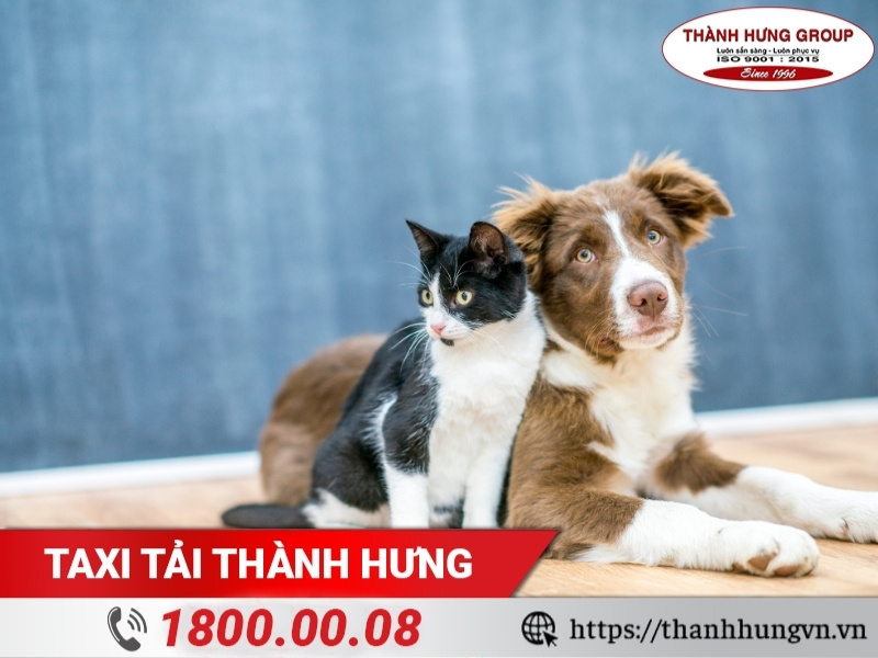 Thú cưng nên được gửi tại nhà người quen/cơ sở chăm sóc chuyên nghiệp khi chuyển nhà.