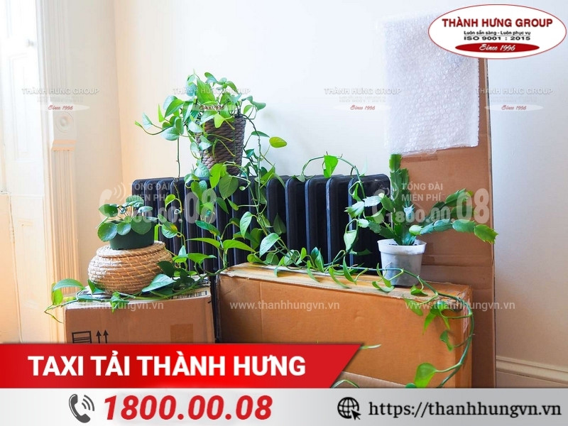 Thùng carton nhiều kích cỡ đóng gói cây cảnh.