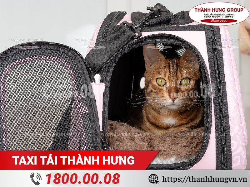 Túi vận chuyển thú cưng khi chuyển nhà.